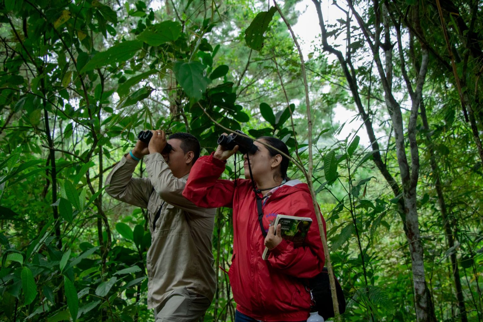 Duas pessoas observam a natureza com binóculos em uma floresta verdejante.