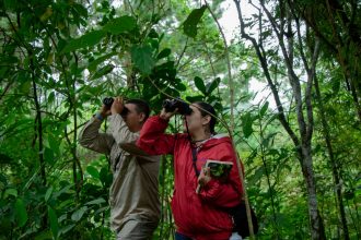 Duas pessoas observam a natureza com binóculos em uma floresta verdejante.