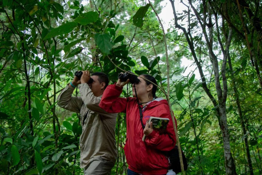 Duas pessoas observam a natureza com binóculos em uma floresta verdejante.
