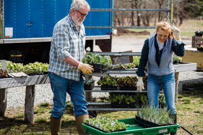 Casal de agricultores trabalha entre plantas verdes e pés de alface em uma propriedade rural.